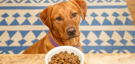 Human Foods That Are Actually Dangerous for Dogs