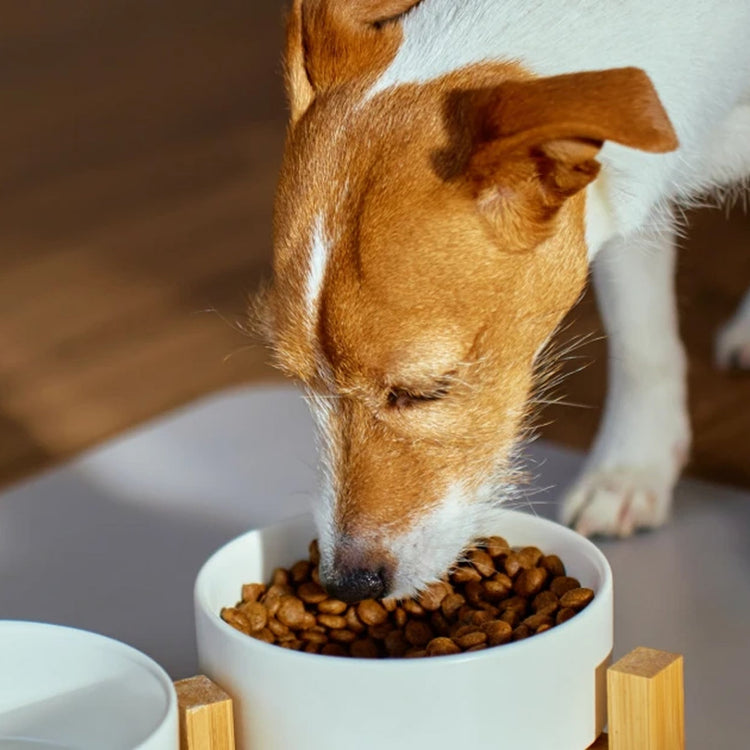 Dry Food