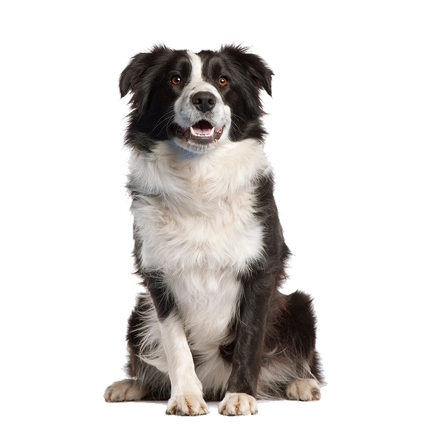 Large Breeds