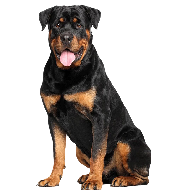 Giant Breeds