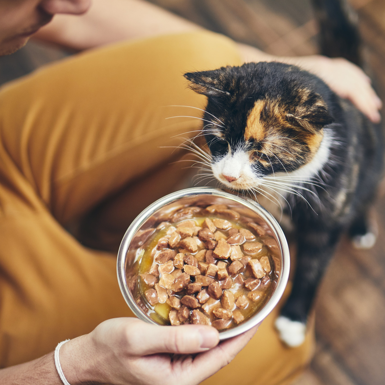 Cat Favorite