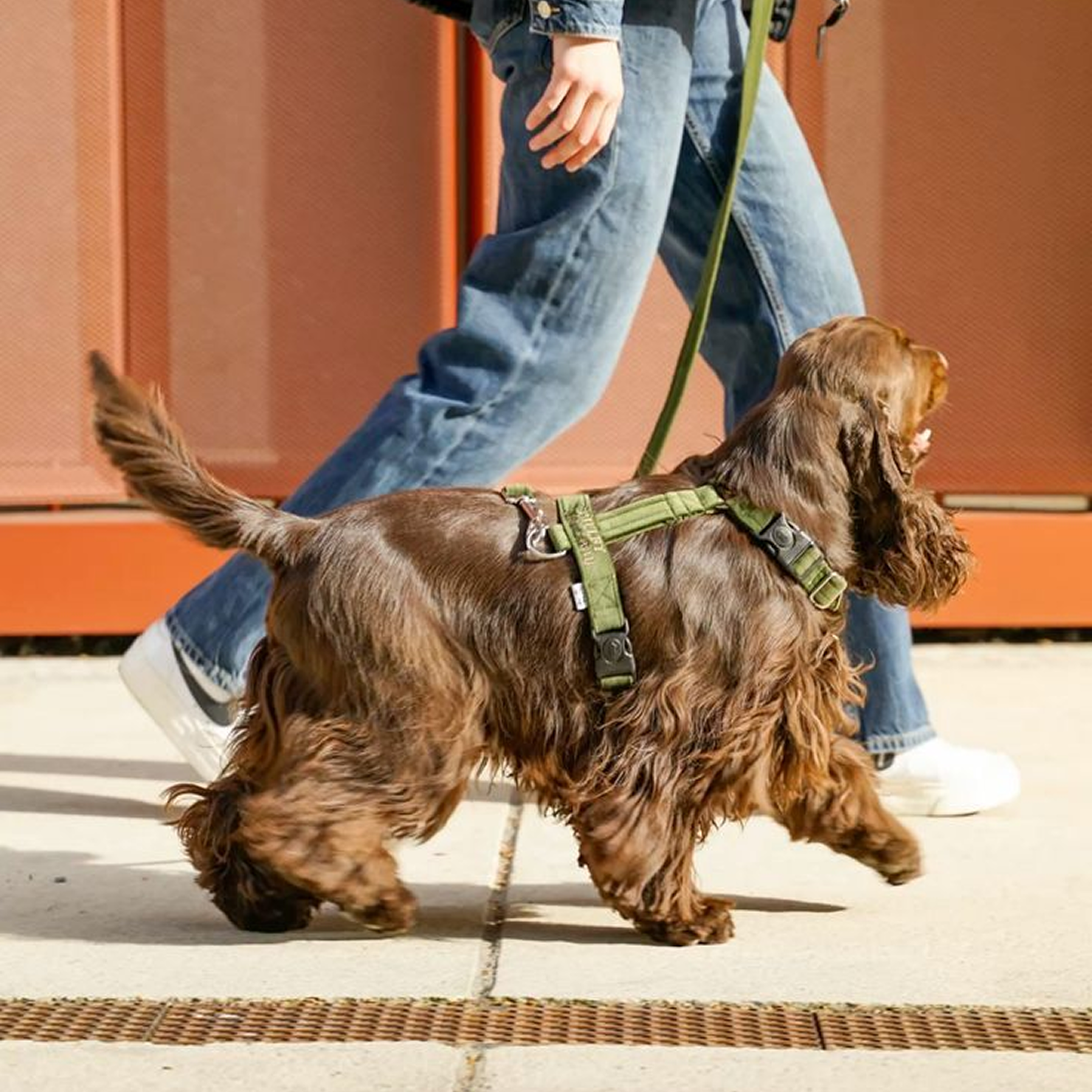 Collars, Leashes & Harnesses