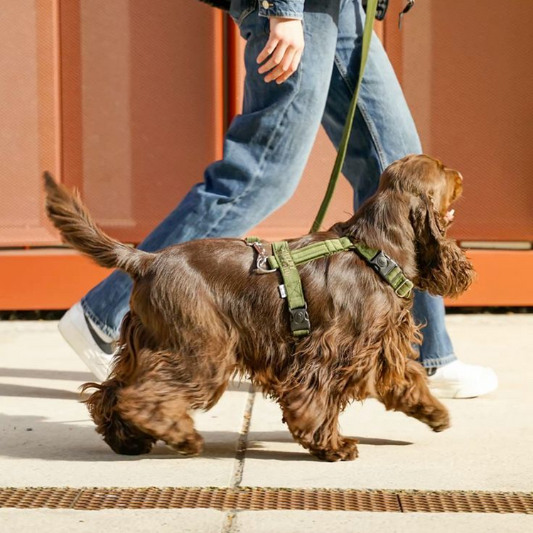 Collars, Leashes & Harnesses