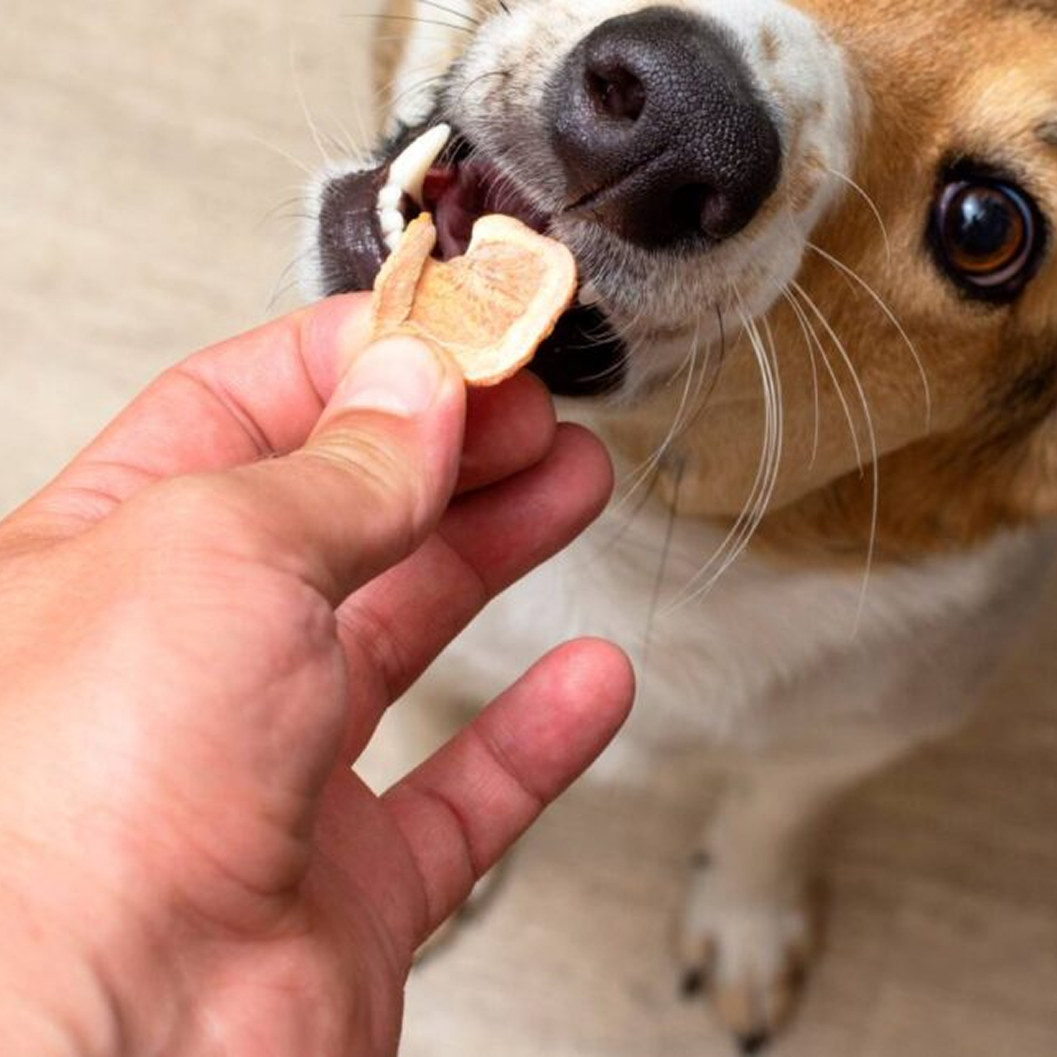 Crunchy Treats