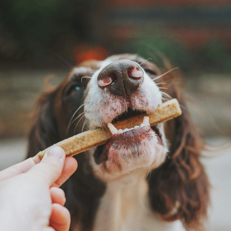 Dental Treats
