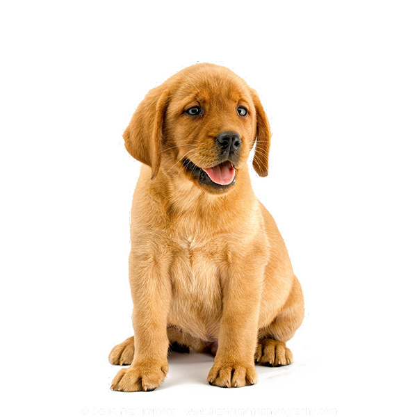 Puppy