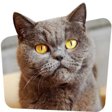 For Cat