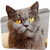 For Cat