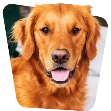 For Dog