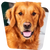 For Dog