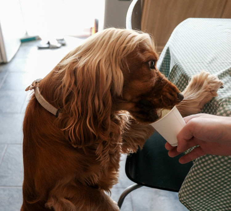 Lickable Treats