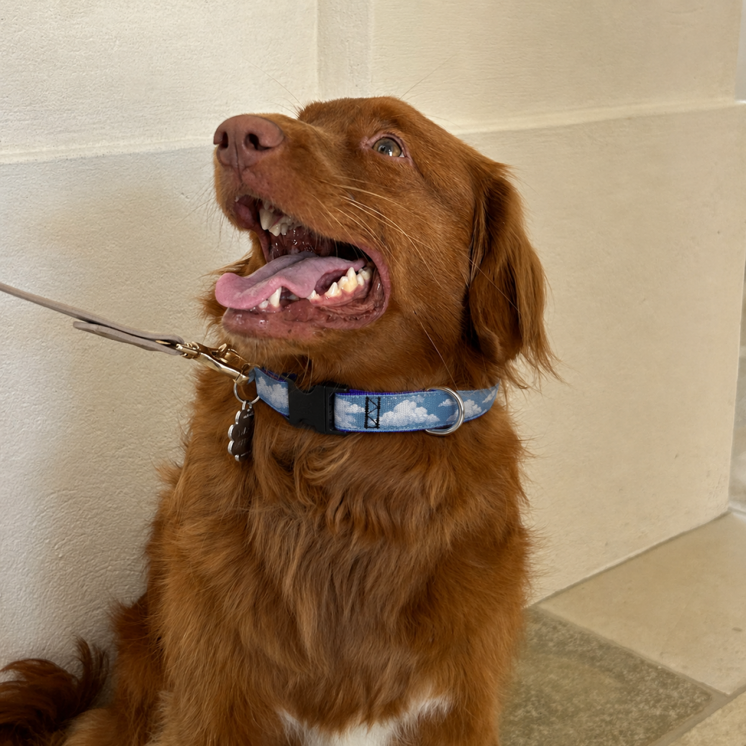 Reflective Everyday Dog Collar