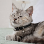 Classic Bell Cat Collar