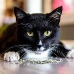 Mixed Catnip Play Blend