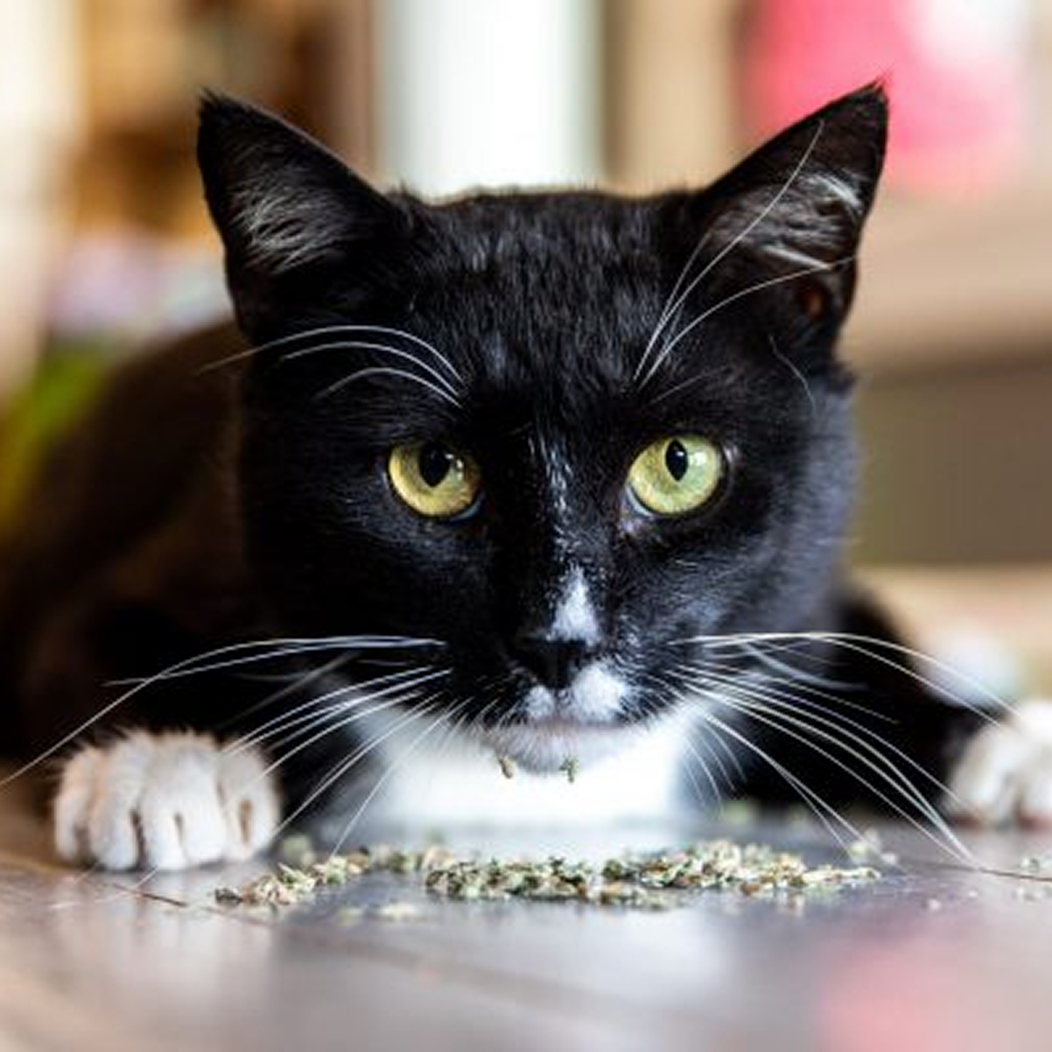 Mixed Catnip Play Blend