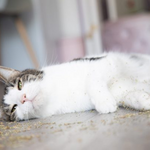 Mixed Catnip Play Blend
