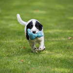 Soft Bear Dog Toy