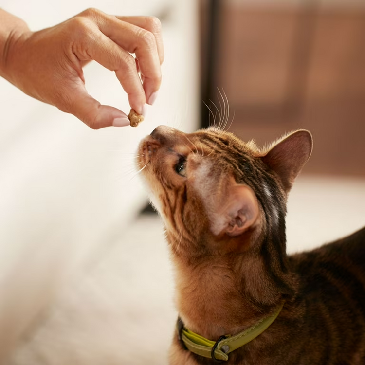 Crunchy Treats