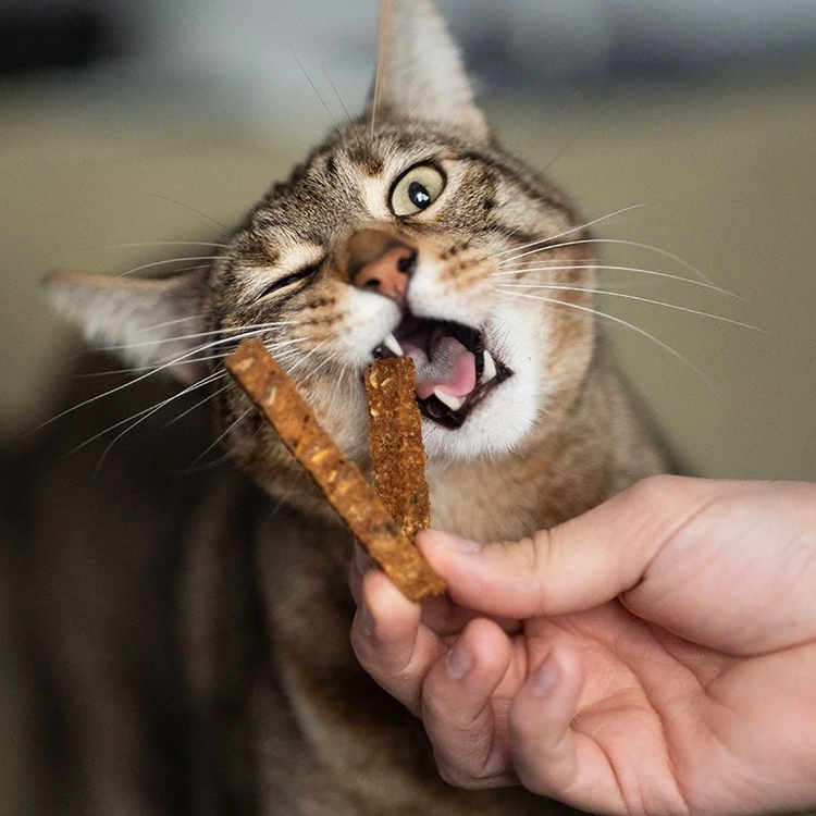 Dental Treats