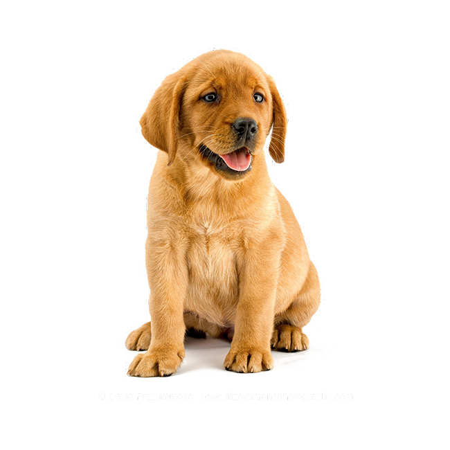 Puppy