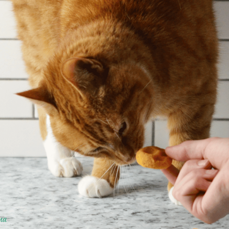 Soft & Chewy Treats