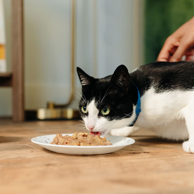 Wet Food