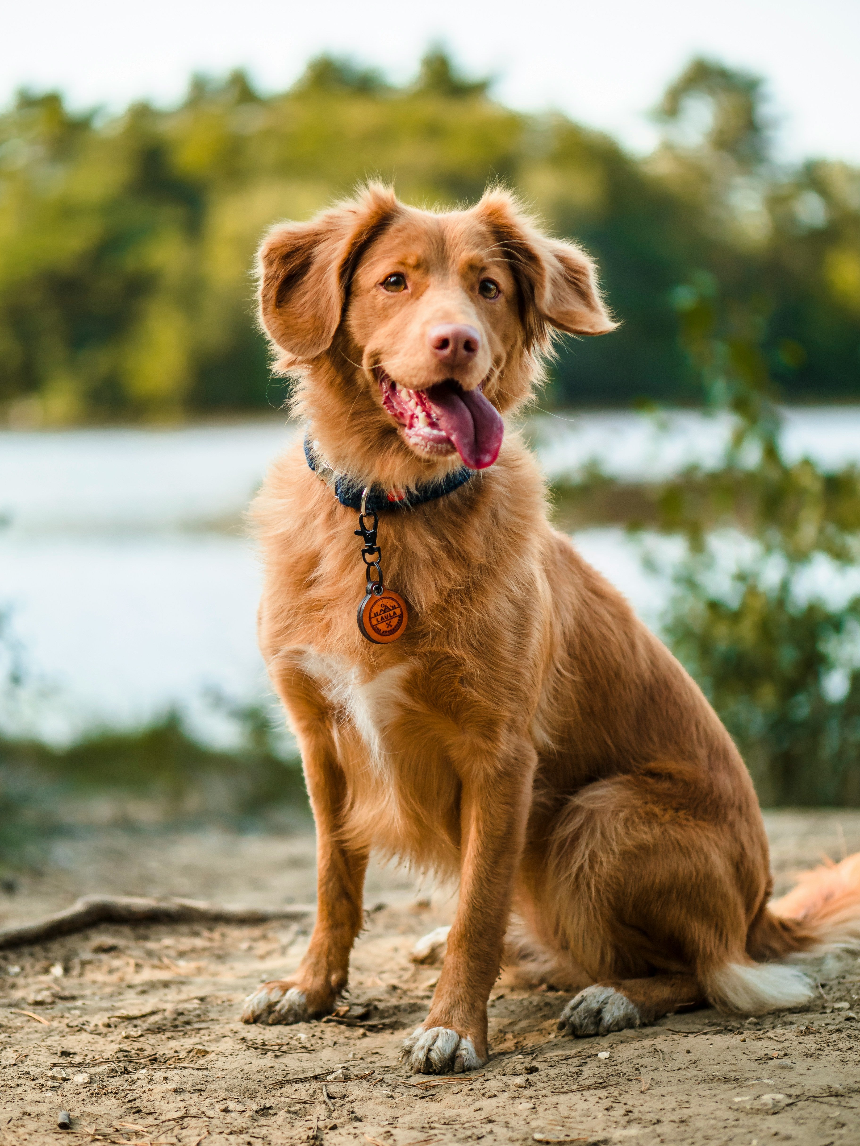 For Dog